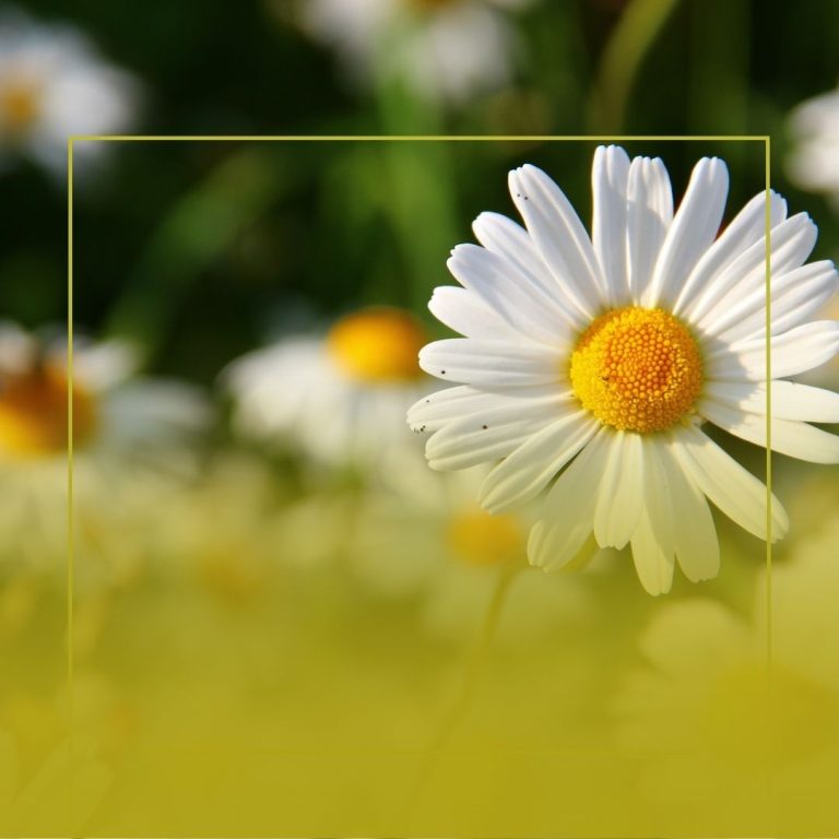 ty Zielony Wiosenny Kwiatowy Post na Facebooka